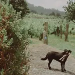 Quinta Flores Βίλα Geraz do Lima