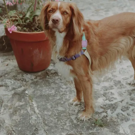 Quinta Flores Βίλα Geraz do Lima