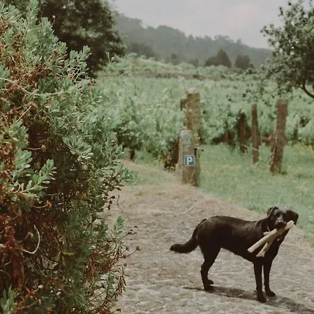 Quinta Flores Βίλα Geraz do Lima