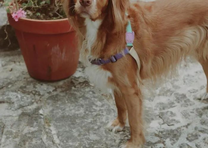 Quinta Flores Villa Geraz do Lima