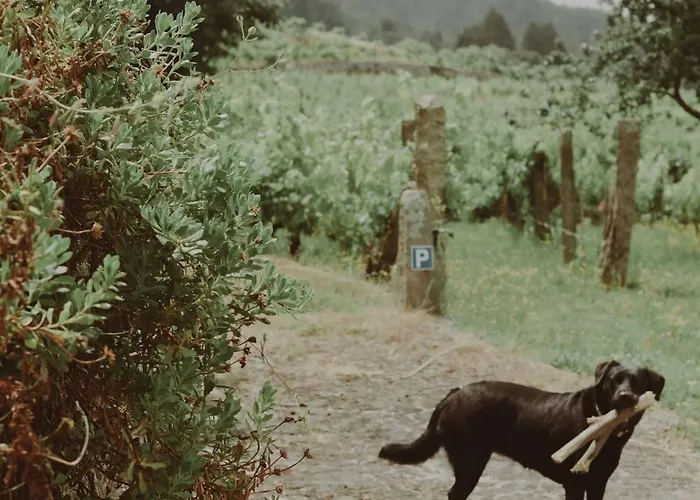 Quinta Flores וילה Geraz do Lima